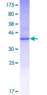 Other Recombinant Human MS4A15 GST (N-Term) Protein