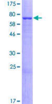 Other Recombinant Human RASGEF1A GST (N-Term) Protein