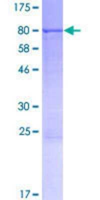 SDS-Page: Recombinant Human CPNE2 Protein [H00221184-P01] - 12.5% SDS-PAGE Stained with Coomassie Blue.