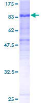 Other Recombinant Human FAM200A GST (N-Term) Protein