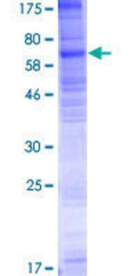 SDS-Page: Recombinant Human SLC35F1 Protein [H00222553-P01] - 12.5% SDS-PAGE Stained with Coomassie Blue.