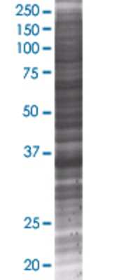 VGLL2 transfected lysate.