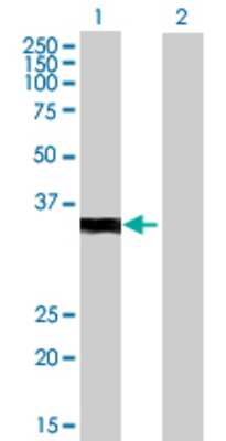 Lane 1: VGLL2 transfected lysate (34.98 KDa) Lane 2: Non-transfected lysate.