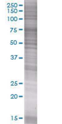 STXBP4 transfected lysate