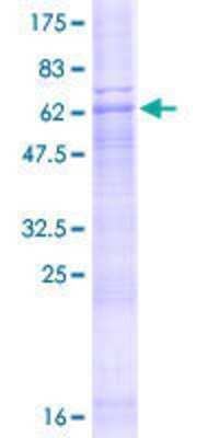 SDS-PAGE Recombinant Human ZDHHC23 GST (N-Term) Protein