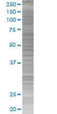 TAS2R49 transfected lysate.