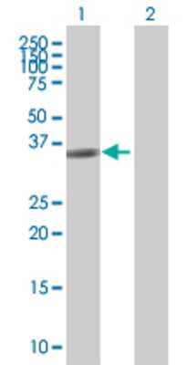 Lane 1: TAS2R49 transfected lysate (35.2 KDa) Lane 2: Non-transfected lysate.