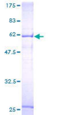 Other Recombinant Human SLC25A45 GST (N-Term) Protein