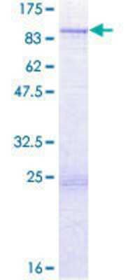 SDS-Page: Recombinant Human TTLL6 Protein [H00284076-P01] - 12.5% SDS-PAGE Stained with Coomassie Blue.