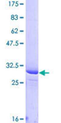 SDS-Page: Recombinant Human PIGW Protein [H00284098-Q01] - 12.5% SDS-PAGE Stained with Coomassie Blue.