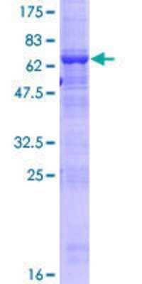 Other Recombinant Human ACTL9 GST (N-Term) Protein