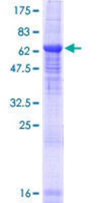 SDS-Page: Recombinant Human BTBD8 Protein [H00284697-P01] - 12.5% SDS-PAGE Stained with Coomassie Blue.