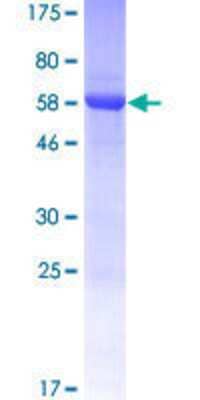 Other Recombinant Human SEC14L4 GST (N-Term) Protein