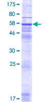 Other Recombinant Human RNF175 GST (N-Term) Protein
