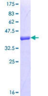 SDS-Page: Recombinant Human F-box protein 43 Protein [H00286151-Q01] - 12.5% SDS-PAGE Stained with Coomassie Blue.
