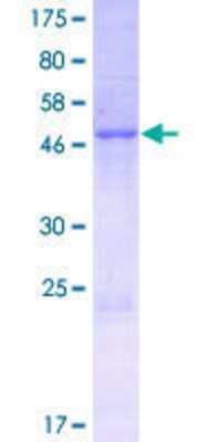 SDS-Page: Recombinant Human LRRC67 Protein [H00286187-P01] - 12.5% SDS-PAGE Stained with Coomassie Blue.