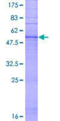 Other Recombinant Human T2R60 GST (N-Term) Protein