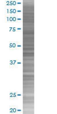 CHX10 transfected lysate.