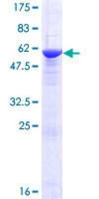 Other Recombinant Human NRBP2 GST (N-Term) Protein