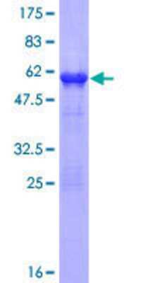 Other Recombinant Human TCEAL5 GST (N-Term) Protein