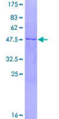 Other Recombinant Human NMNAT3 GST (N-Term) Protein