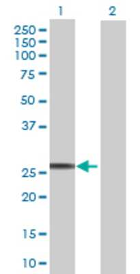 Lane 1: NMNAT3 transfected lysate (23.76 KDa) Lane 2: Non-transfected lysate.