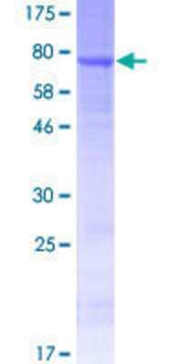 Other Recombinant Human GPR142 GST (N-Term) Protein