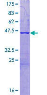 SDS-Page: Recombinant Human C16orf87 Protein [H00388272-P01] - 12.5% SDS-PAGE Stained with Coomassie Blue.