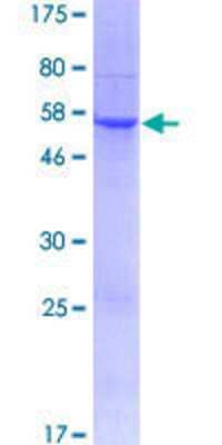Other Recombinant Human TMIGD1 GST (N-Term) Protein