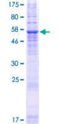 Other Recombinant Human TMEM82 GST (N-Term) Protein