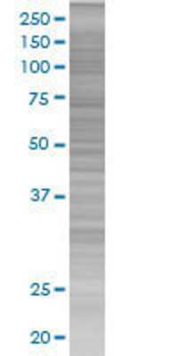 OR6B2 transfected lysate.
