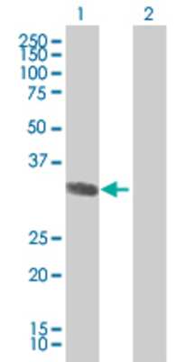 Lane 1: OR6B2 transfected lysate (35 KDa) Lane 2: Non-transfected lysate.