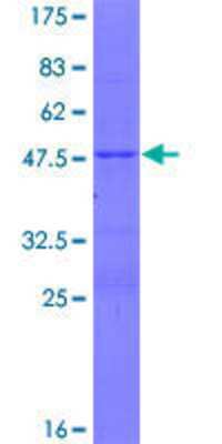 SDS-PAGE Recombinant Human FAM180A GST (N-Term) Protein