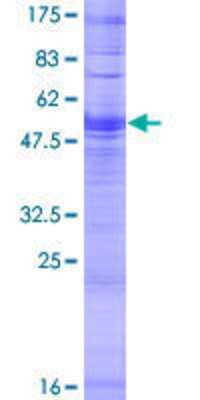 SDS-Page: Recombinant Human OR4D10 Protein [H00390197-P01] - 12.5% SDS-PAGE Stained with Coomassie Blue.
