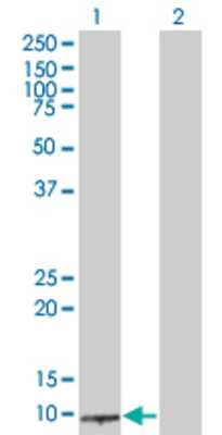Lane 1: BRCC2 transfected lysate (11.99 KDa) Lane 2: Non-transfected lysate.