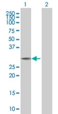 Lane 1: LOC440456 transfected lysate (25.1 KDa) Lane 2: Non-transfected lysate.