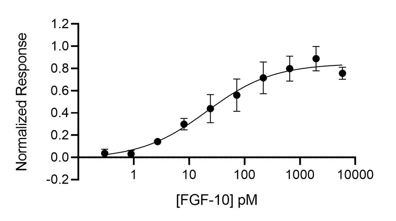  FGF-10 activity is determined using the firefly luciferase reporter assay (*) in stably transfected HEK293T cells. Cells are treated in triplicate with a serial dilution of FGF-10. Firefly luciferase activity is measured and normalized. EC50 = 0.36 ng/ml (21.1 pM).*Promega pGL4.33[luc2P/SRE/Hygro] #E1340