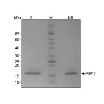 FGF-10 migrates as a single band at 17 kDa in non-reducing (NR) conditions and upon reduction (R).  No contaminating protein bands are visible.Purified recombinant human FGF-10 protein (7 µg) was resolved using 15% w/v SDS-PAGE in reduced (+ beta -mercaptoethanol, R) and non-reduced conditions (NR) and stained with Coomassie Brilliant Blue R250.