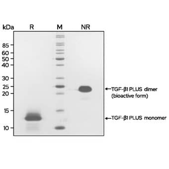 TGF-beta 1 PLUS (Qk010) dimer migrates as a single band at 24 kDa in non-reducing (NR) and 13 kDa as a single monomeric species upon reduction (R). High purity yield of dimeric protein (bioactive form).Purified recombinant protein (7 μg) was resolved using 15% w/v SDS-PAGE in reduced (+ beta -mercaptoethanol, R) and non-reduced conditions (NR) and stained with Coomassie Brilliant Blue R250.