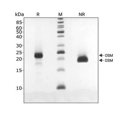 OSM migrates as a single band at 20 kDa in non-reducing (NR) conditions and 22 kDa upon reduction (R).  The slight band under the main band in the reduced sample is likely an artefact of the reduction protocol. No contaminating protein bands are visible.Purified recombinant protein (3 µg) was resolved using 15% w/v SDS-PAGE in reduced (+ beta -mercaptothanol, R) and non-reduced (NR) conditions and stained with Coomassie Brilliant Blue R250.