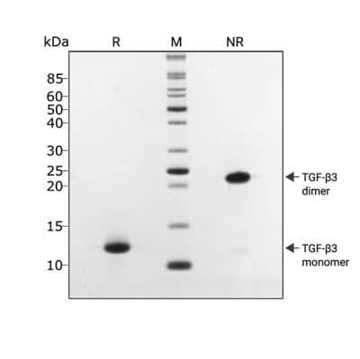 TGF  beta 3 migrates as a single band at 25 kDa in non-reducing (NR) conditions and 13 kDa upon reduction (R).  No contaminating protein bands are visible.Purified recombinant protein (3 µg) was resolved using 15% w/v SDS-PAGE in reduced (+ beta -mercaptoethanol, R) and non-reduced (NR) conditions and stained with Coomassie Brilliant Blue R250.