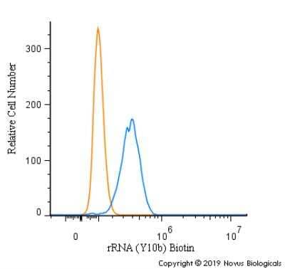 Flow Cytometry: rRNA Antibody (Y10b) [Biotin] [NB100-662B] - An intracellular stain was performed on HeLa cells with rRNA Antibody [Y10b] NB100-662B (blue) and a matched isotype control (orange). Both antibodies were conjugated to Biotin. Cells were fixed with 4% PFA and then permeabilized with 0.1% saponin. Cells were incubated in an antibody dilution of 5 ug/mL for 30 minutes at room temperature, followed by Streptavidin - R-Phycoerythrin Protein (2012-1000, Novus Biologicals).