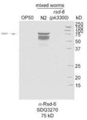 Western Blot: rsd-6 Antibody [43250002]  This animal is specific to animal number SDQ3270 1:6000 of 0.5 mg/ml stock 