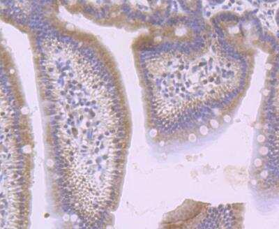 Immunohistochemistry-Paraffin: sFRP-1 Antibody [NBP2-89148] - Analysis of paraffin-embedded mouse small intestine tissue using anti-SFRP1 antibody. Counter stained with hematoxylin.