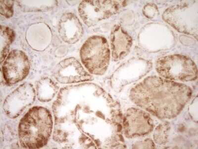 Immunohistochemistry: sFRP-2 Antibody (OTI6C2) - Azide and BSA Free [NBP2-74151] - Analysis of Human Kidney tissue. (Heat-induced epitope retrieval by 1 mM EDTA in 10mM Tris, pH8.5, 120C for 3min)