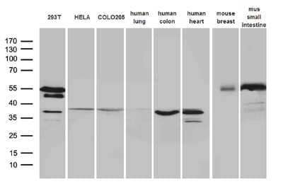 Western Blot sFRP-2 Antibody (OTI6C2) - Azide and BSA Free