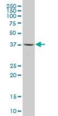 Western Blot: sFRP-3/FRZB Antibody (1H8) [H00002487-M05] - FRZB monoclonal antibody (M05), clone 1H8 Western Blot analysis of FRZB expression in 293 ( Cat # L026V1 ).