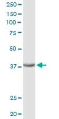 Western Blot: sFRP-3/FRZB Antibody [H00002487-D01P] - Analysis of FRZB expression in PC-12.