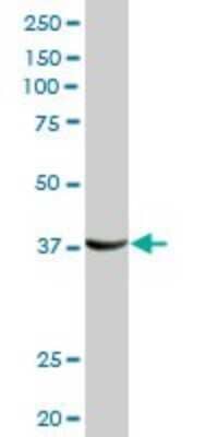 Western Blot: sFRP-3/FRZB Antibody [H00002487-D01P] - Analysis of FRZB expression in Raw 264.7.