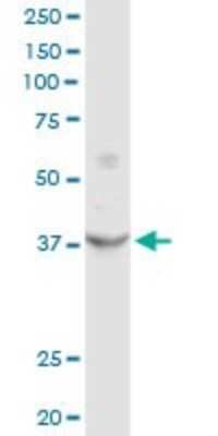 Western Blot: sFRP-3/FRZB Antibody [H00002487-D01P] - Analysis of FRZB expression in NIH/3T3.